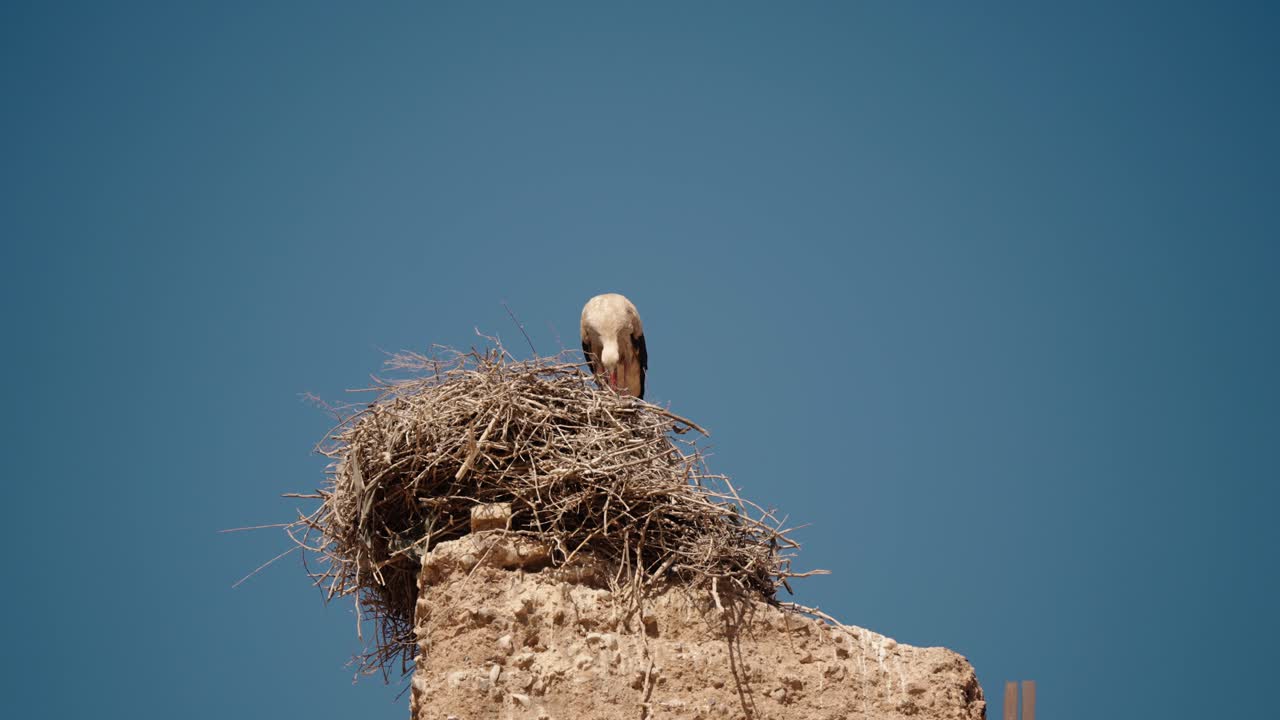 White stork perched on nest atop a brick tower in Marrakech Medina