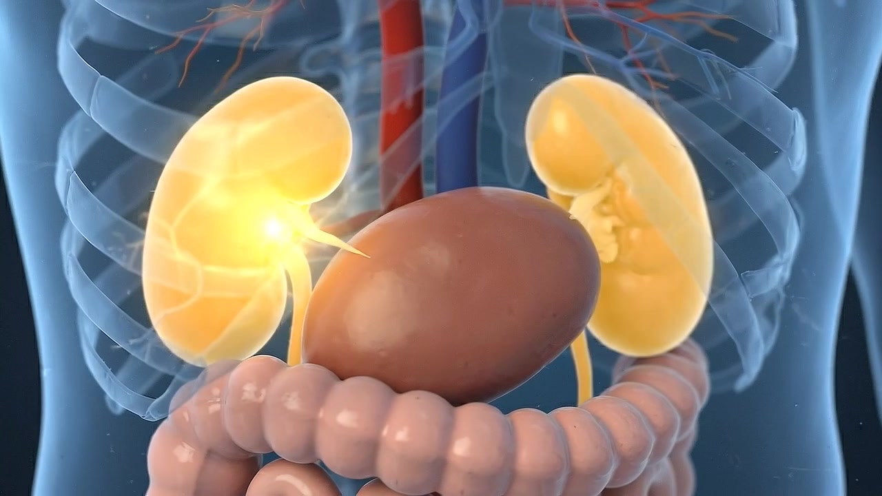 3D Medical Animation of Human Kidneys and Digestive System