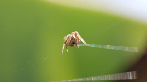 close up of backlit spider's web with spider on sunny day, slow motion