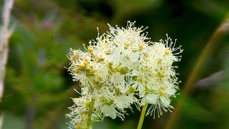 Sweet-Cicely,-Myrrhis-Odorata,-are-seen-on-grassy-areas-such-as-roadsides-and-grass-verges