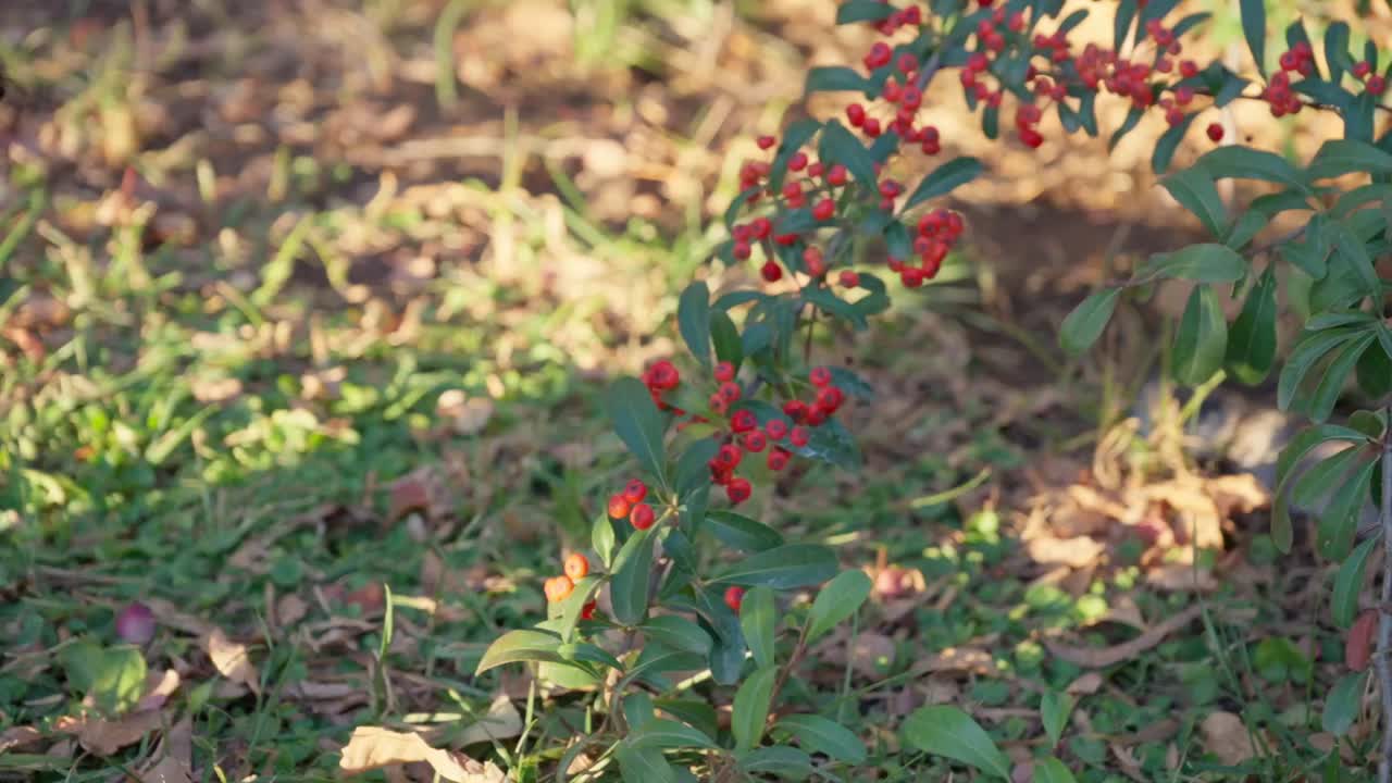 뒷마당에서 놀고 탐험하는 어린 아기 소년의 닫습니다
