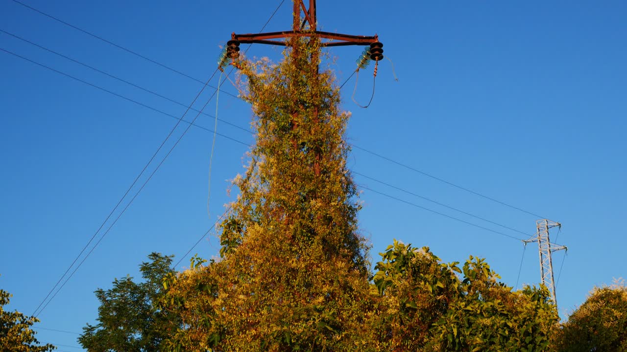 inclínate sobre una antigua torre de energía cubierta de vegetación