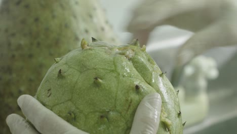 soursop hand peeling closeup fruit processs