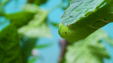 Eine-Raupe,-Die-Eine-Tomatenpflanze-Frisst