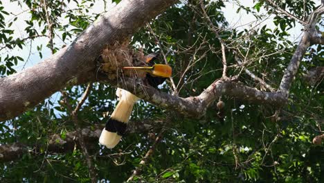 在泰國的khao yai國家公園 (khao yai national park) 裡,一隻大角<unk> (buceros bicornis) 正在將嘴插入乾燥的<unk>葉,希望找到一些食物.