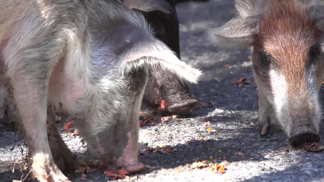 야생 돼지는 카리브해 해변을 걷는 육지 게를 공격하고 먹습니다.