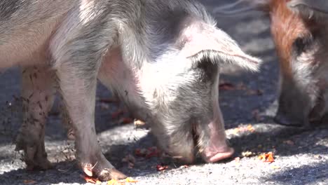 Wildschweine-Greifen-Und-Fressen-Landkrabben,-Die-An-Einem-Karibischen-Strand-Spazieren-Gehen