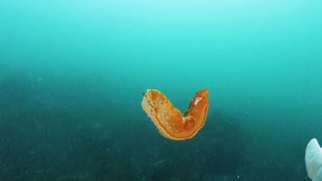 a scuba diver collects a vibrant coloured sea creature to conduct marine research while underwater