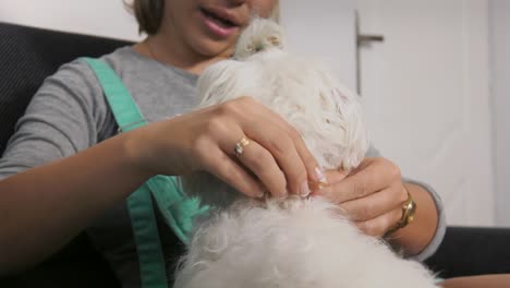 la dueña del perro pone un collar de pulgas a su mascota