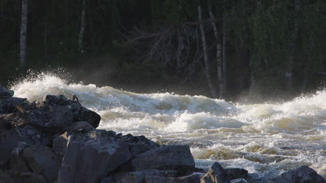 turbulent-river-rapids-flow-down-between-rocks-and-forest