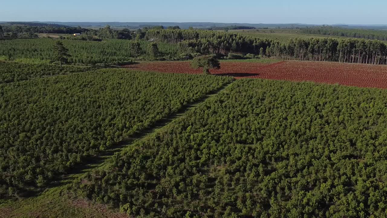 vista aérea de las etapas de crecimiento en las plantaciones de yerba mate, bebida tradicional de argentina