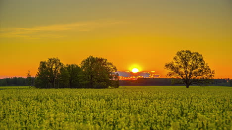 Amanecer-Del-Sol-Saliendo-Sobre-Un-Campo-Verde