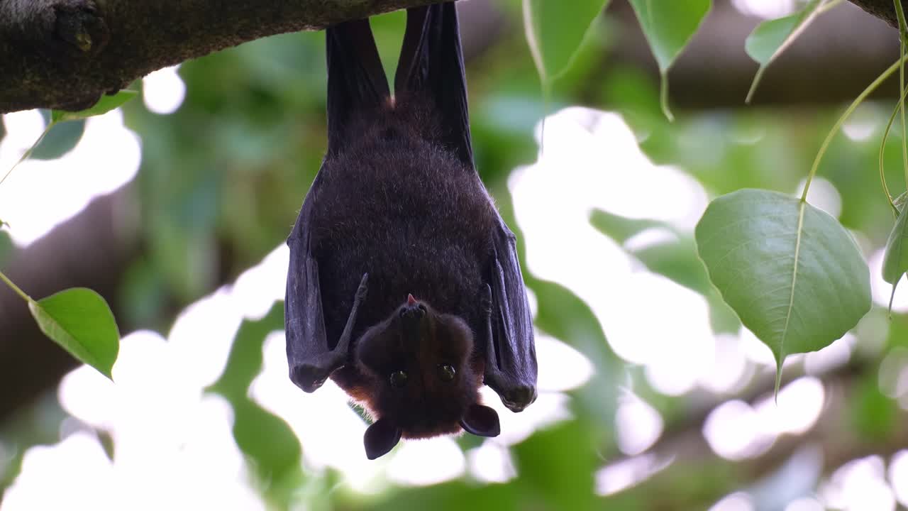 Close up shot of a flying fox hangs upside down from the branch of a fruit tree, chewing and extracting the fruit's juice