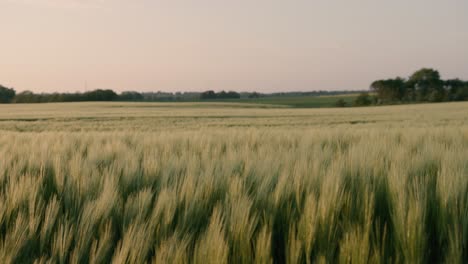 Cinematic-footage-of-Danish-wheat-fields-during-golden-hour