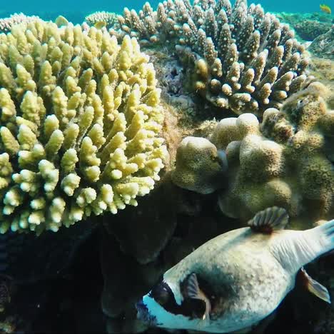 Maskierter-Kugelfisch-Im-Roten-Meer-1