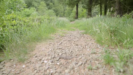 Forest-pathway-low-angle-view,-slow-motion-in-the-English-countryside,-Lancashire,-UK,-Sony-FX30