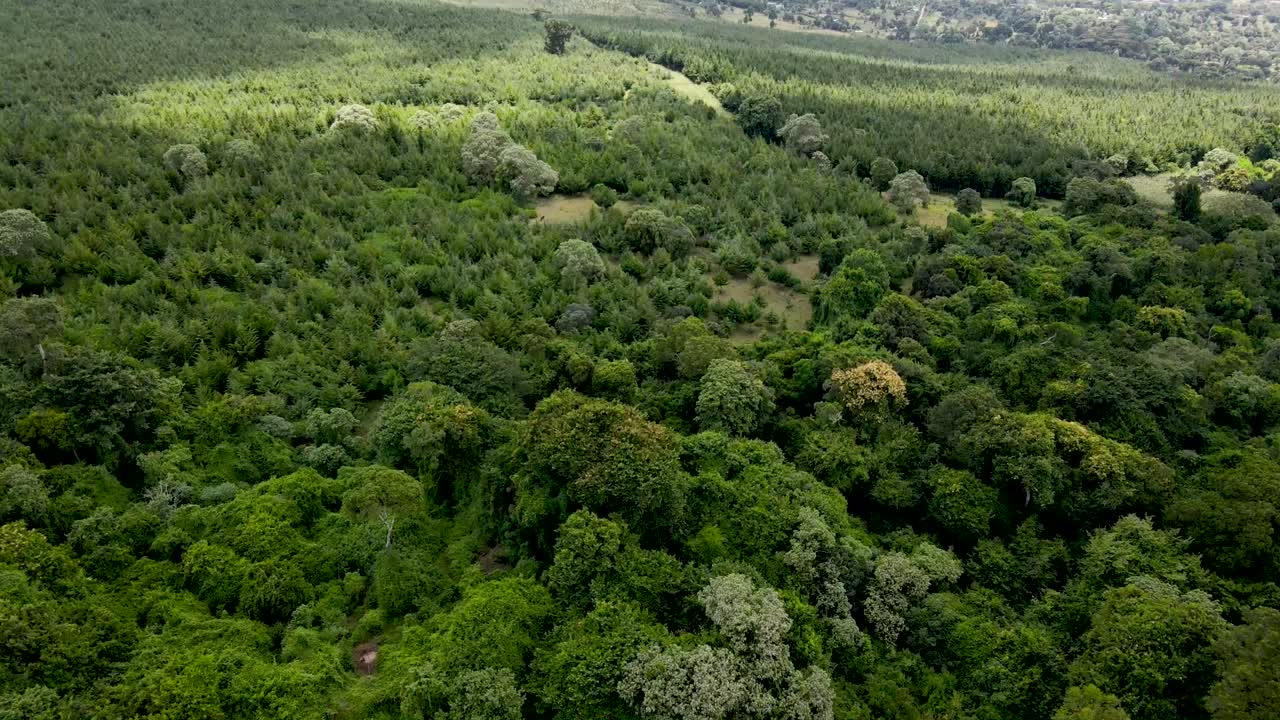 conservación del medio ambiente-dron vuela sobre el bosque de áfrica