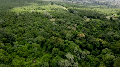 environmental conservation-drone fly over the africa forest