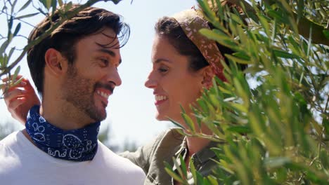 pareja romántica abrazándose en una granja de olivos 4k