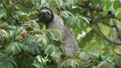three clawed sloth moving in three and looking at camera