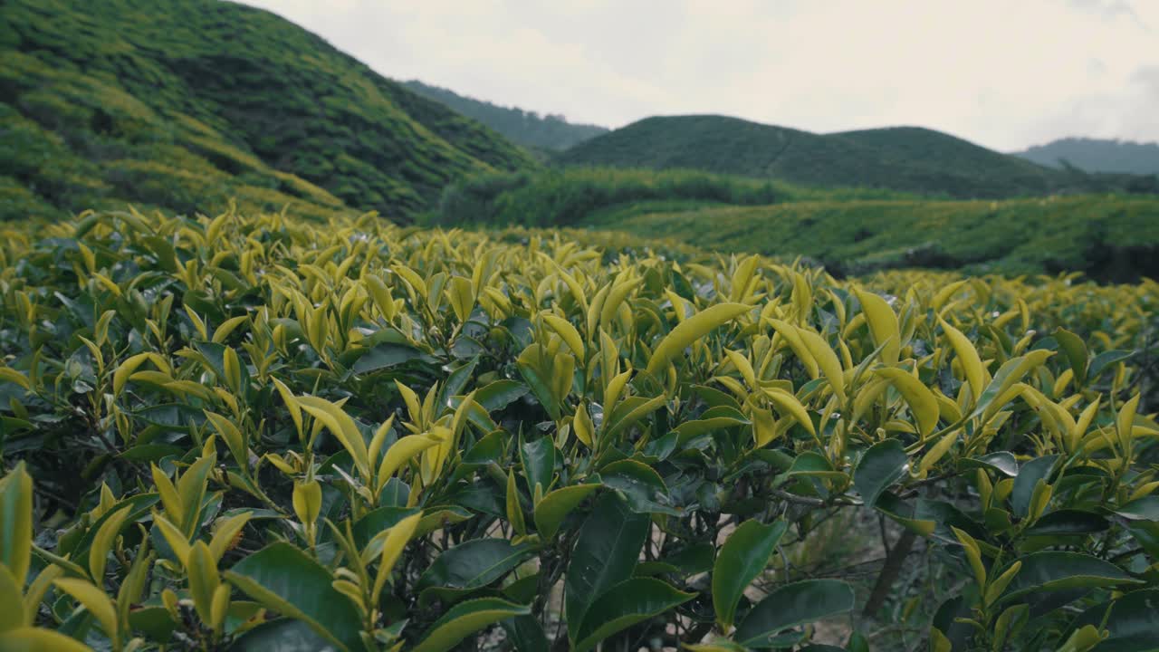 Low angle view of tea leaves at Cameron highlands in Malaysia. Green foliage.
