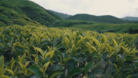 low angle view of tea leaves at cameron highlands in malaysia. green foliage.