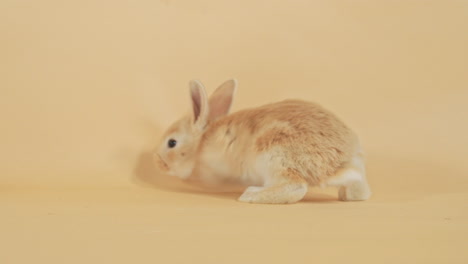 Scared-little-Ginger-Rabbit-escaping-and-leaving-backdrop-scene---Medium-shot