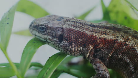 el reptil lagarto se despierta después de la hibernación.