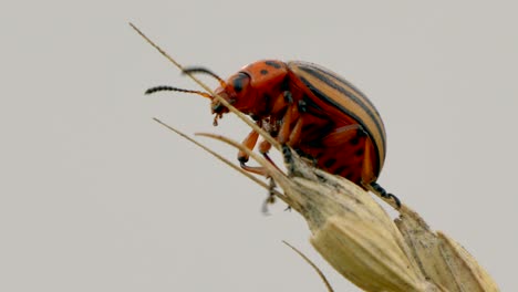 Makroansicht-Des-Majestätischen-Kartoffelkäfers-Auf-Weizenähre-Vor-Grauem-Himmel-In-Der-Natur