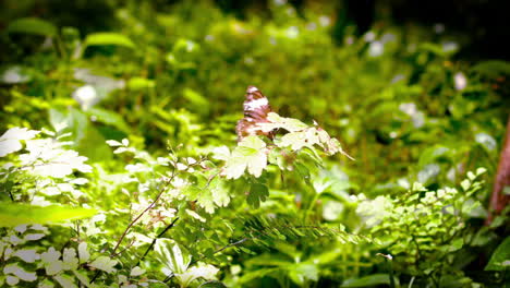 in slow motion butterfly flying