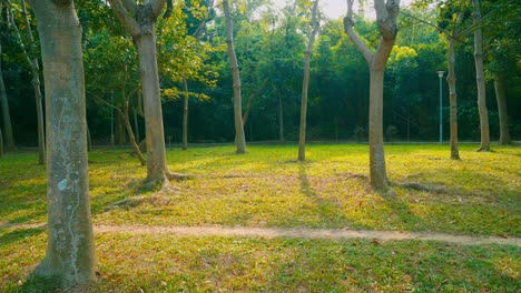 wind swaying trees