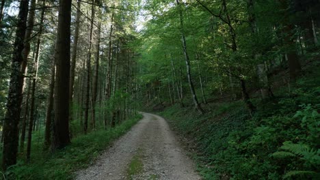 Un-Camino-De-Grava-A-Través-De-Un-Bosque-Al-Final-Del-Verano