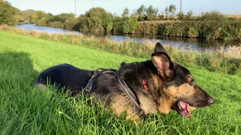 Deutscher-Schäferhund-Macht-Eine-Pause-Mit-Einem-Tennisball