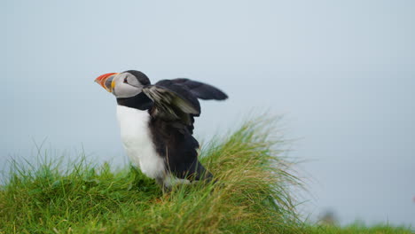 puffin bird spreads its wings and shakes its black and white feathers