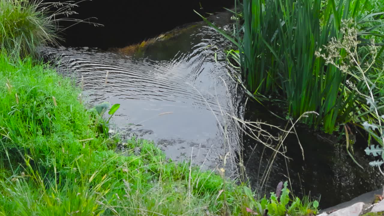 Footage of a small dark brown water stream that flows through plants and is reflective during cloudy weather and daytime. Footage is shot in slow motion. Green plants are on the side of the river.