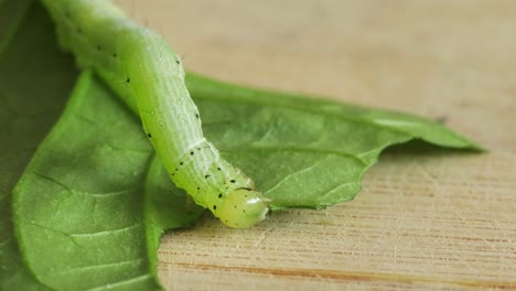 Tiny-caterpillar-eating-green-leaf,-macro-closeup-shot-with-shallow-depth-of-field