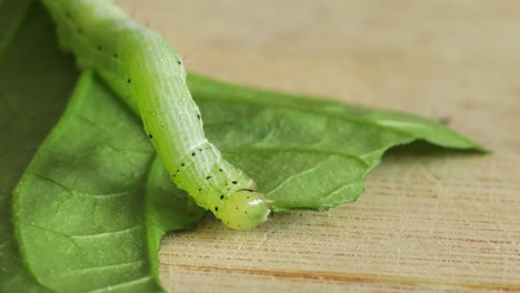 tiny caterpillar eating green leaf, macro closeup shot with shallow depth of field