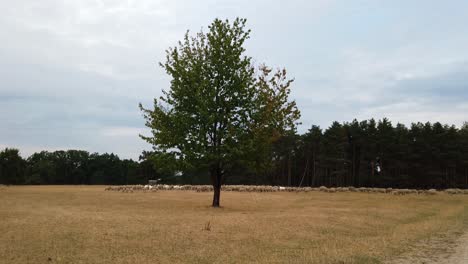 Langsames-Schwenken-Von-Rechts-Nach-Links