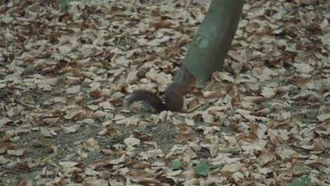 red squirrel moving in the woods collecting and burying nuts