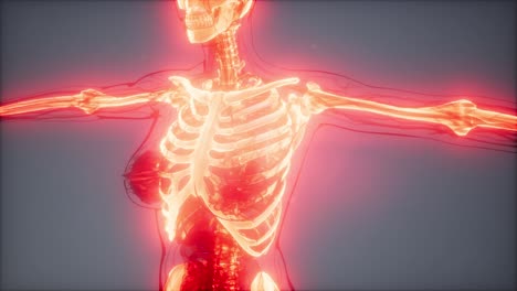 transparent human body with visible bones