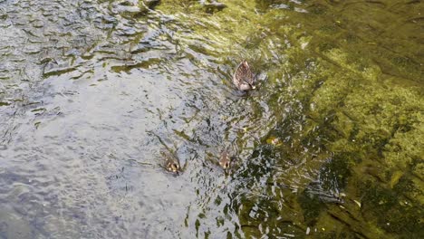 En-Muchos-Ríos-De-Tokio,-Japón,-Es-Muy-Común-Ver-Familias-De-Patos-Buscando-Comida,-Muchas-Veces-Las-Madres-Con-Sus-Crías