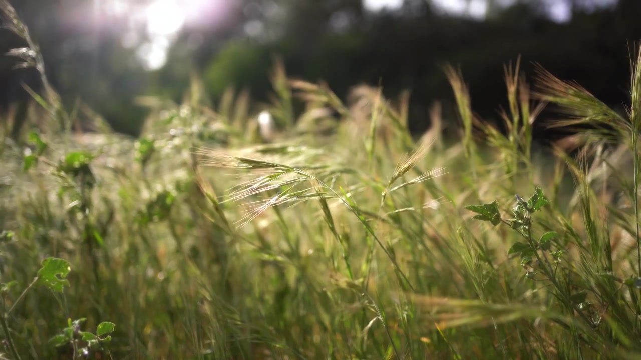 Primo piano di erba alta che ondeggia dolcemente al vento, con raggi di sole che filtrano. Movimento lento.
