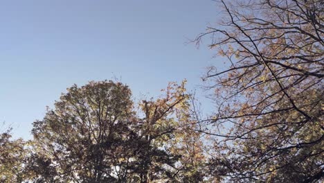 Lift-up-look-down-aerial-shot-of-autumn-forest-on-a-sunny-day-with-blue-sky