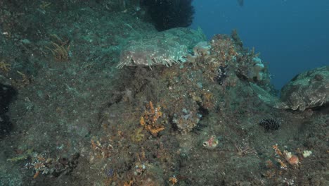 Sharks-resting-on-an-underwater-pipe-system-covered-in-soft-coral-and-marine-plants-deep-below-the-ocean