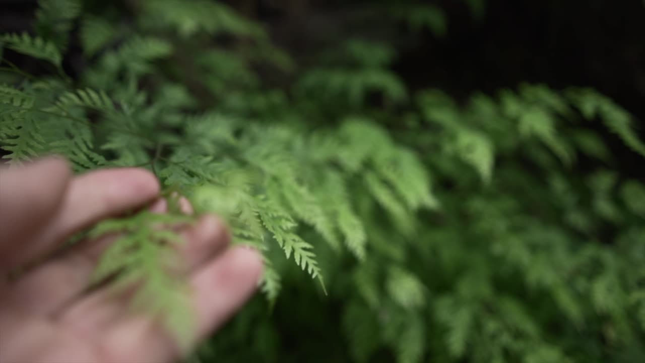 Fern foliage