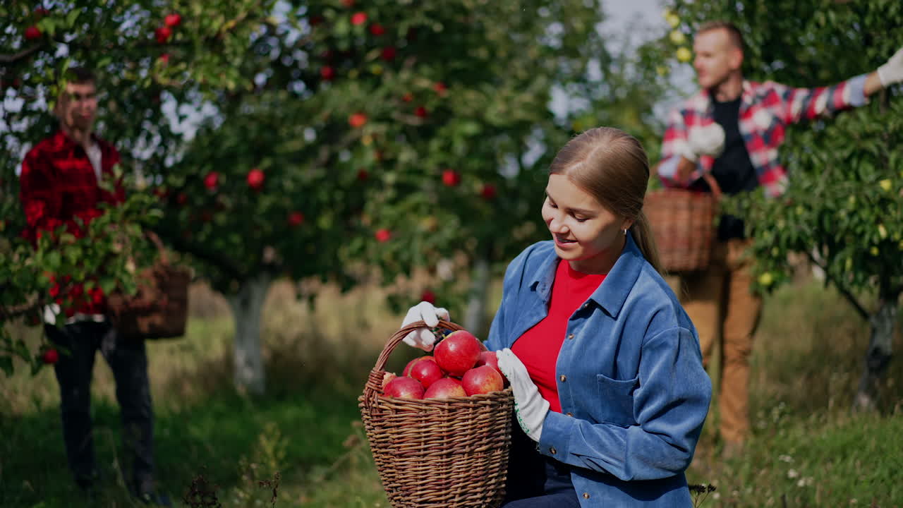 Woman in blue shirt holds a full basket of beautiful red ripe apples picked in the garden. Lady looks through the fruit satisfied. Men at backdrop pick up fruit from tree.