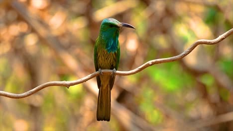 El-Abejaruco-De-Barba-Azul-Se-Encuentra-En-La-Península-De-Malaya,-Incluida-Tailandia,-En-Claros-De-Bosques-Particulares