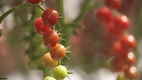 Plantas-De-Tomate-Cherry-En-Verano,-Frutos-Muy-Rojos-Y-Verdes