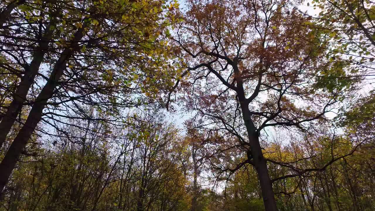 Bois de Vincennes'de renkli sonbahar yapraklarına sahip uzun ağaçlara doğru düşük açıdan bakış. Dalları, gökyüzüne karşı doğal bir kanopi oluşturuyor. Mevsimlik ve doğa konseptleri için ideal.