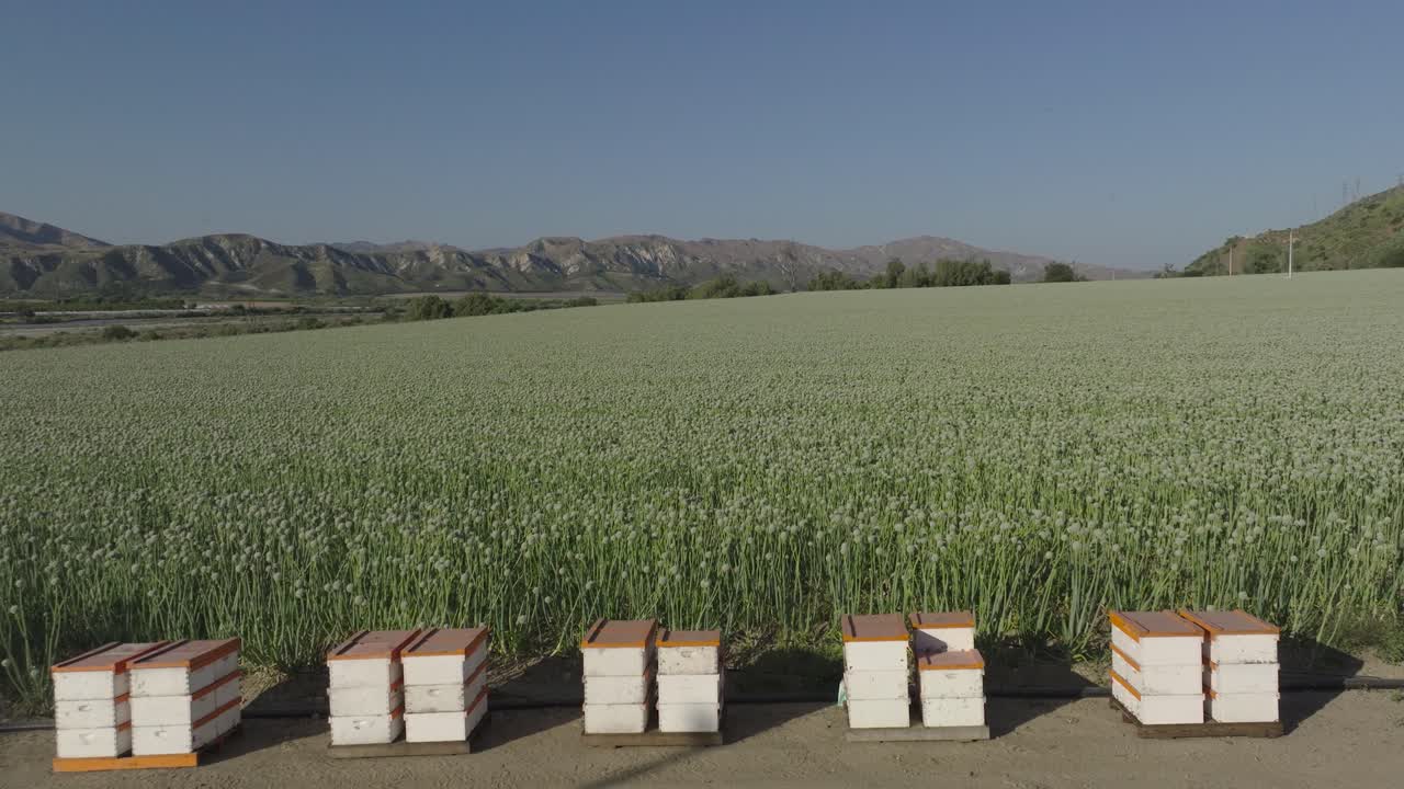 Static shot of wooden beehives on a vast green onion farm under a sunny sky
